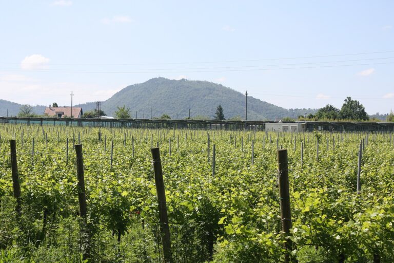 Autunno in Franciacorta 2008: scuola, impresa e territorio al centro degli incontri