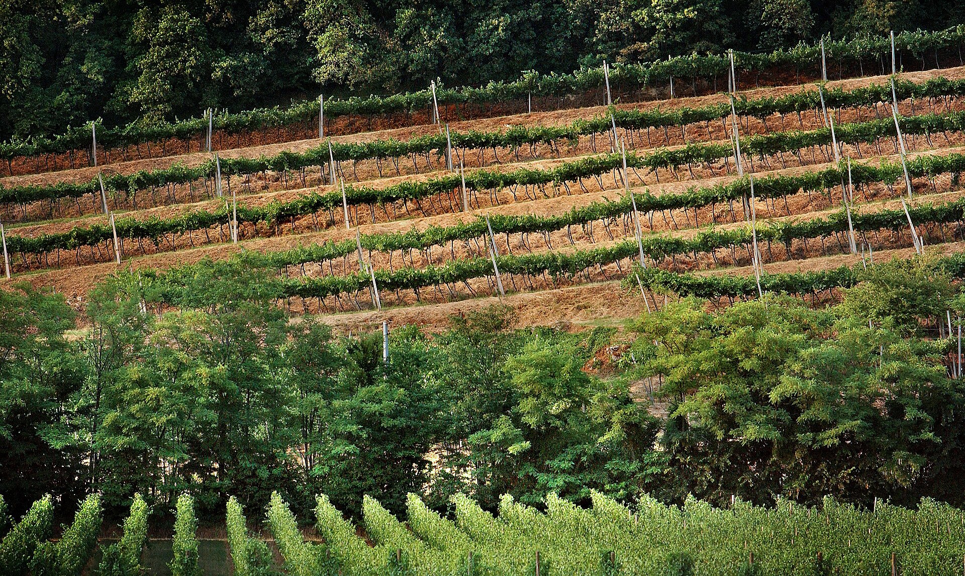 Giro d’Italia 2017, le voci su una cronometro dei vini in Franciacorta